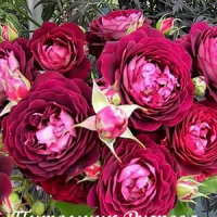 лиа меж